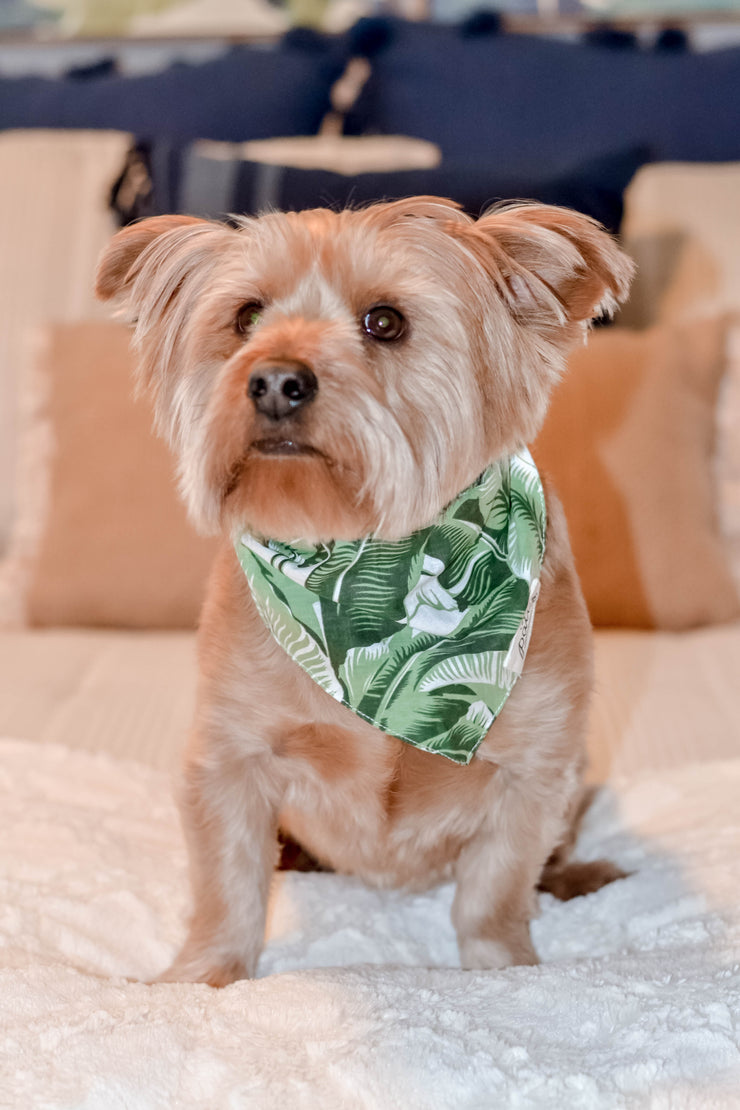 Into The Wild Pet Bandana