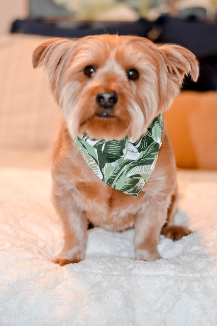 Into The Wild Pet Bandana